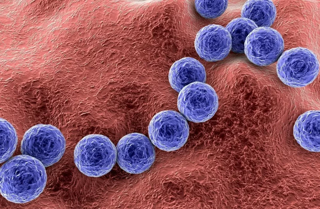 Chubut registró 16 casos de Streptococcus pyogenes