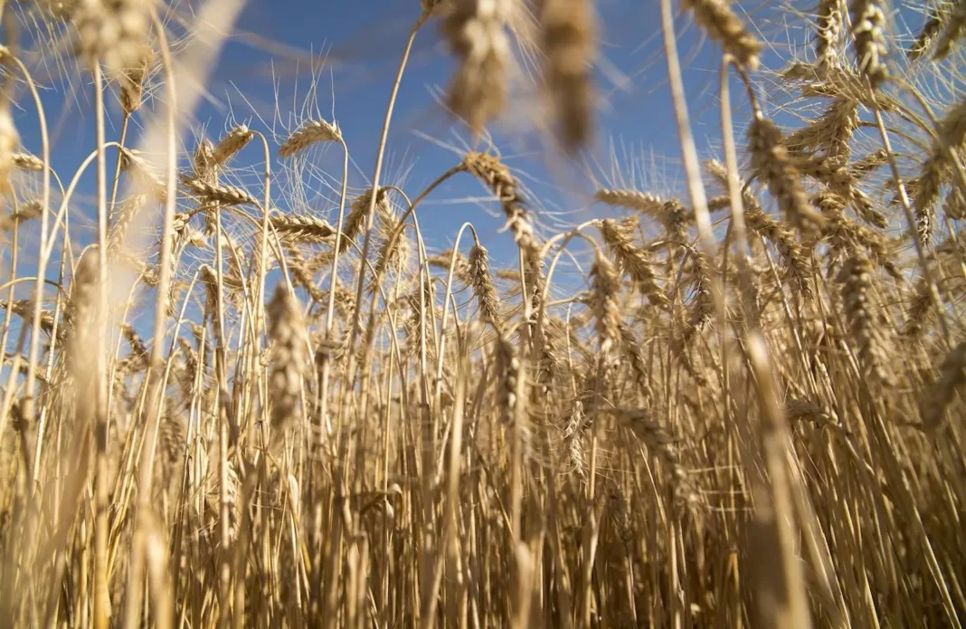 El trigo en el campo Argentino - Foto: NA