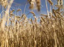 El trigo en el campo Argentino - Foto: NA