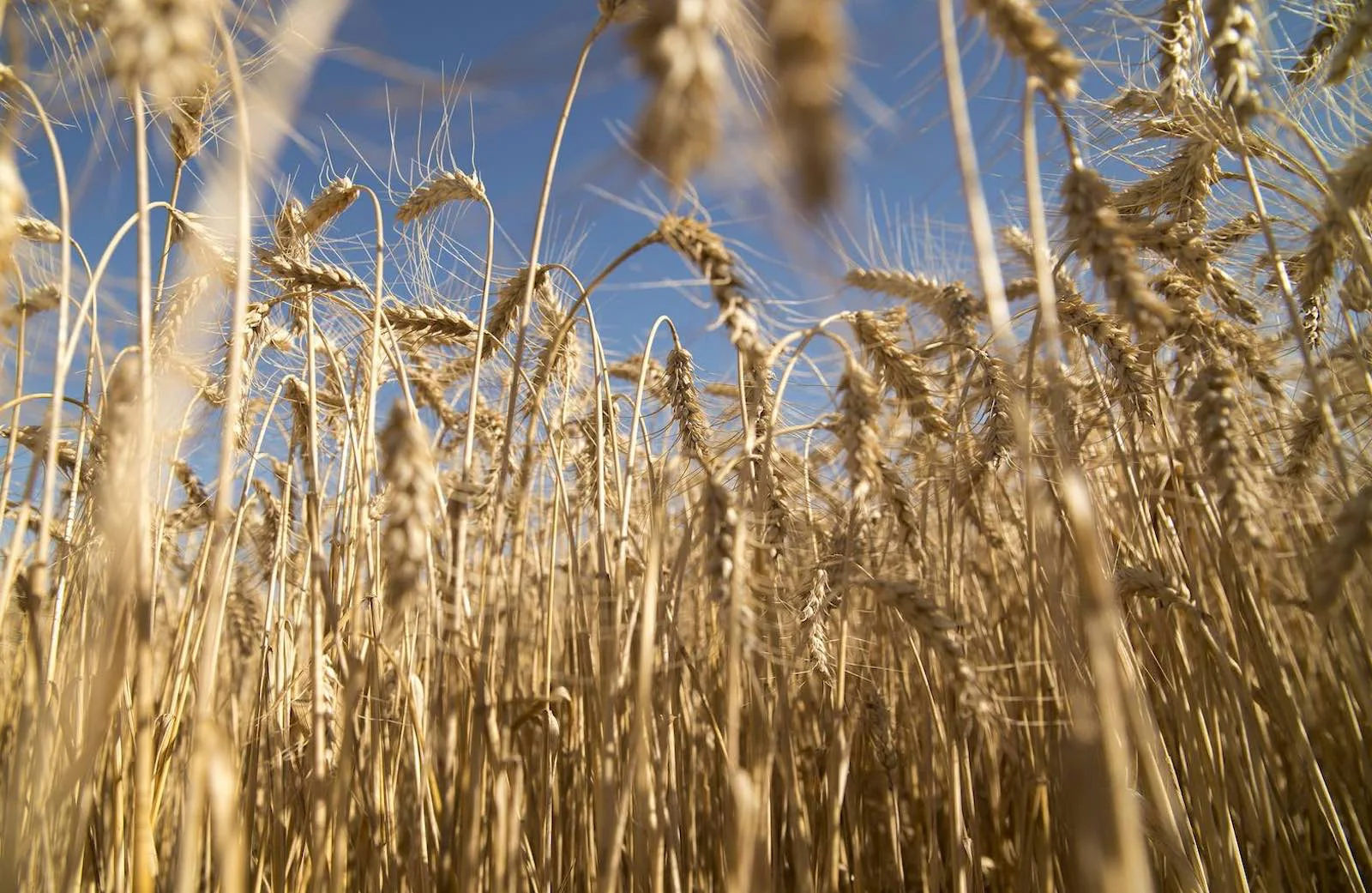 El trigo en el campo Argentino - Foto: NA