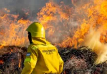 Procesaron a dos hombres por incendio en reserva forestal