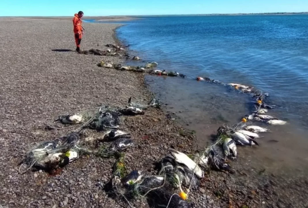 Encontraron más de 100 pingüinos muertos en red de pesca en San Julián