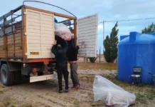 Decomisan un camión que trasladaba corderos faenados Decomisan un camión que trasladaba corderos faenados