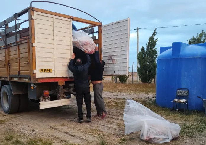 Decomisan un camión que trasladaba corderos faenados