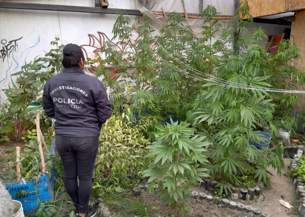 En un allanamiento por robo encuentran 9 plantas de marihuana