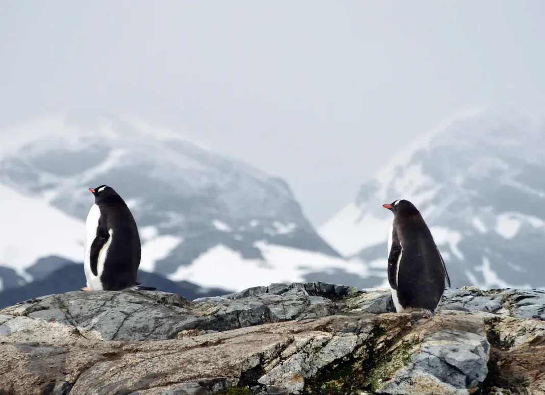 Gripe aviar detectada en la Antártida amenaza para pingüinos y aves marinas