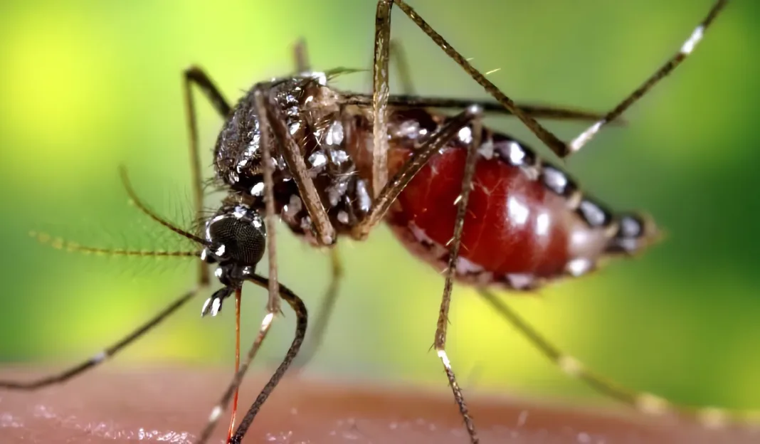 El dengue - Foto: NA