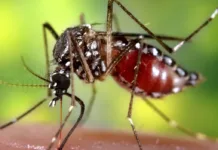 El dengue - Foto: NA