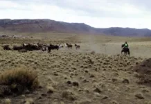 Secuestran unos 20 caballos sueltos en Punta Soberana Secuestran unos 20 caballos sueltos en Punta Soberana