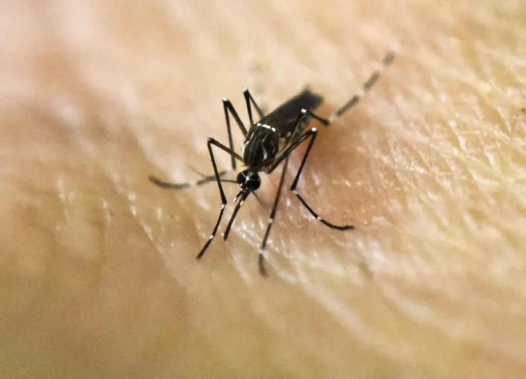 Aumentan los casos de dengue - Foto: NA