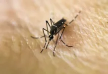 Aumentan los casos de dengue - Foto: NA