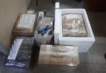 Transportaban 130 kilo de langostino sin medidas sanitarias Transportaban 130 kilo de langostino sin medidas sanitarias