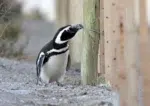 Pingüinos en Punta Tombo - Foto: Telam Pingüinos en Punta Tombo - Foto: Telam