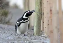 Pingüinos en Punta Tombo - Foto: Telam