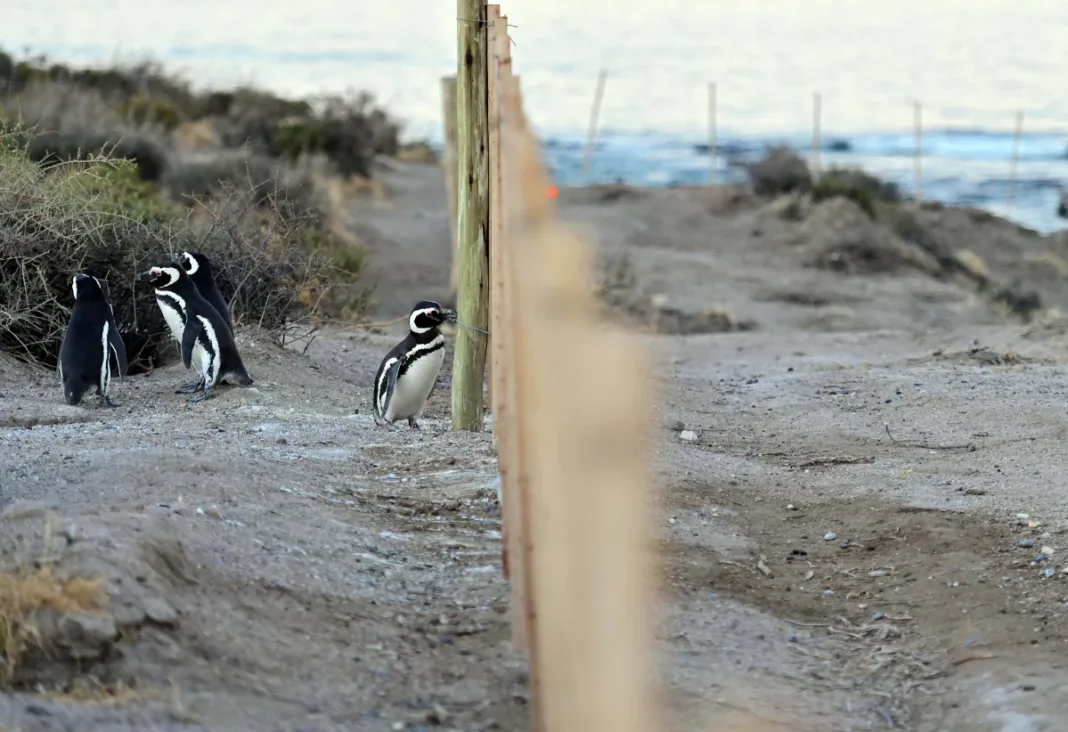 Pingüinos en Punta Tombo - Foto: Telam