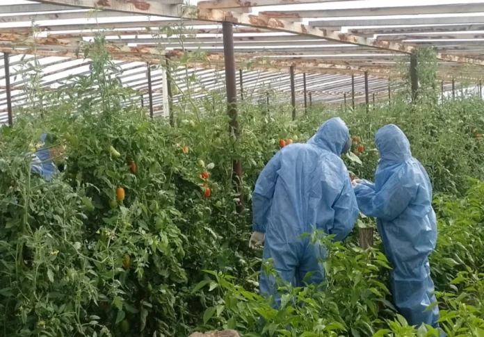Detección de virus rugoso del tomate en Chubut