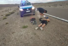 Los atraparon cuando intentaban robar dos ovejas en brazos Los atraparon cuando intentaban robar dos ovejas en brazos