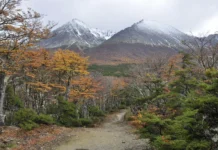 Tierra del Fuego recibirá fondos por la Ley de Bosques Tierra del Fuego recibirá fondos por la Ley de Bosques