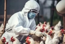 Rectificación sobre la muerte por gripe aviar AH5N2 en México Rectificación sobre la muerte por gripe aviar AH5N2 en México