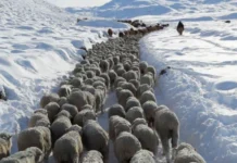 Federación de productores santacruceños reclaman por ley Ovina Ganado ovino en la Patagonia -