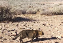 Estudian en Chubut una población de gatos que vive aislada del ser humano