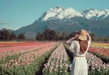 Comienza la temporada de tulipanes en Trevelin En octubre se inicia la temporada de tulipanes en Trevelin