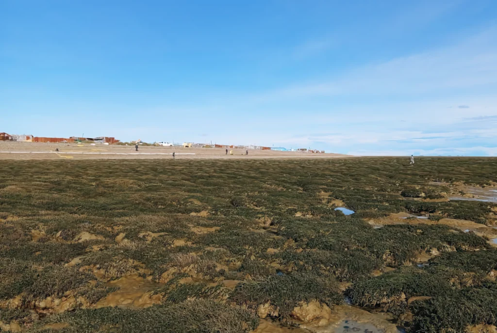 Derrame de petróleo de CGC en Punta Loyola, encubrimiento del gobierno y ocultamiento del daño ambiental