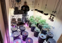 Policía Federal detiene a dos hombres por cultivo y venta de cannabis en Chubut