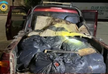 Detuvieron a un hombre que transportaba 17 guanacos faenados Detuvieron a un hombre que transportaba 17 guanacos faenados
