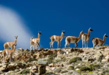 Faenaron más de 10 mil ejemplares de guanaco durante 2025 Guanacos en Santa Cruz -