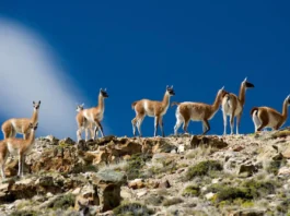Guanacos en Santa Cruz -