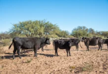 La Pampa apuesta al desarrollo agrícola frente a la falta de financiamiento nacional