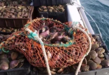 Veda para extraer moluscos y caracoles por marea roja en el Golfo Nuevo Veda para extraer moluscos y caracoles por marea roja en el Golfo Nuevo