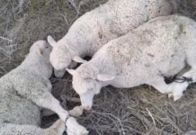 Productores de la zona central de Chubut piden Emergencia Económica Recuperan ovejas en un intento de abigeato en Puerto Deseado