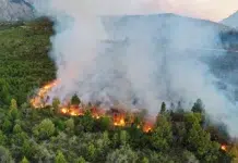 Según un informe de Greenpeace, Chubut acaparó el 90% de los incendios forestales el último año Según un informe de Greenpeace, Chubut acaparó el 90% de los incendios forestales el último año