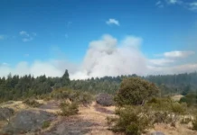 Incendio forestal en Los Cipreses: más de 100 personas trabajan para contener las llamas