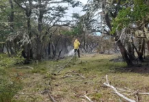 El intendente de El Bolsón denunció que los incendios fueron intencionales Brigadistas y aviones en acción: Chubut redobla esfuerzos para combatir incendios