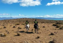 Retienen 26 caballos sueltos en El Calafate