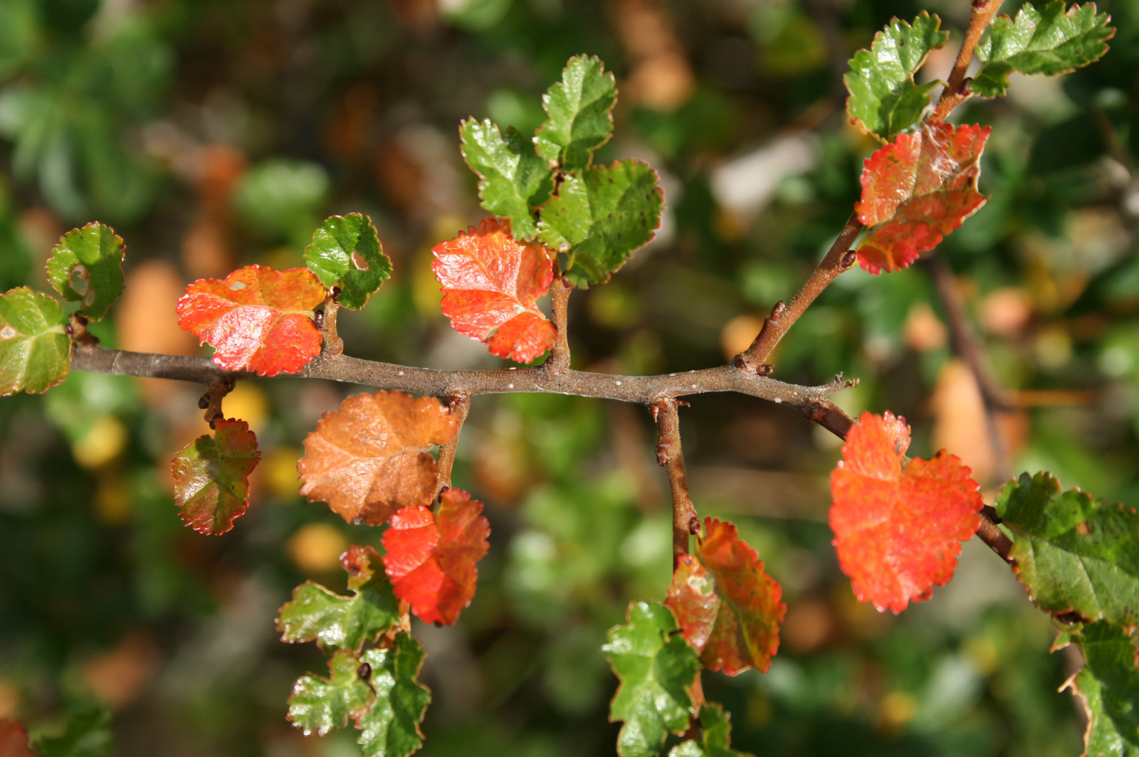 Tierra del Fuego sumó las hojas de ñire y la pimienta de canelo al mercado alimentario