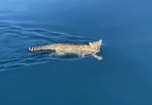 Filmaron un gato montés en el Parque Nacional Los Alerces Filmaron un gato montés en el Parque Nacional Los Alerces