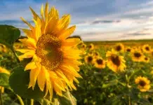 Avanza la cosecha de girasol en Buenos Aires y La Pampa Avanza la cosecha de girasol en Buenos Aires y La Pampa