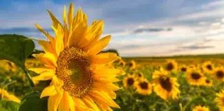 Las aceiteras cierran marzo de 2026 con el mayor volumen en 17 años Avanza la cosecha de girasol en Buenos Aires y La Pampa