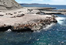 Relevan crecimiento de población de lobos marinos en Punta Marqués Relevan crecimiento de población de lobos marinos en Punta Marqués