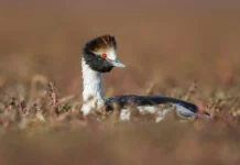 Liberaron juveniles de Macá Tobiano en Puerto Santa Cruz Liberaron juveniles de Macá Tobiano en Puerto Santa Cruz