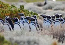Convocan a voluntariado ambiental para la Reserva Provincial Cabo Vírgenes Pingüinos en la reserva Cabo Vírgenes - Foto: OPI Santa Cruz/Francisco Muñoz