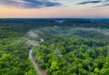 Clima: los países amazónicos impulsan una posición conjunta de cara a la COP30 Clima: los países amazónicos impulsan una posición conjunta de cara a la COP30 - Foto: Tom Fisk