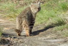 Investigan el comportamiento del Gato del Pajonal en Santa Cruz Investigan el comportamiento del Gato del Pajonal en Santa Cruz