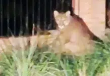 Avistaron a un puma en Trelew Avistaron a un puma en Trelew