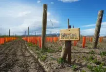 Viñedos en Lago Posadas Viñedos en Lago Posadas
