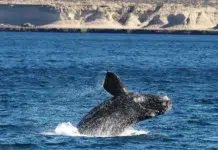 Oferta de naturaleza y cultura en Chubut